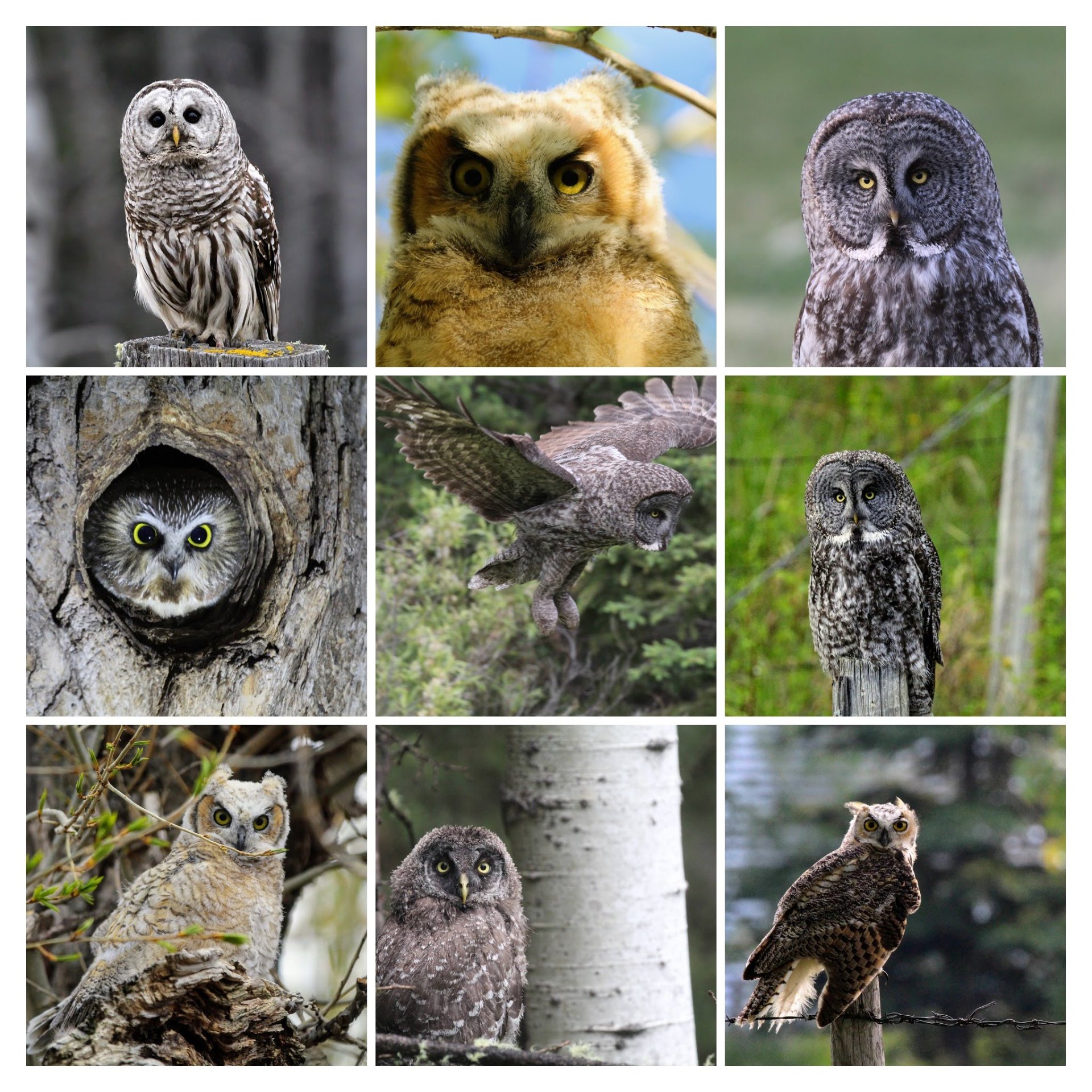 Collage of four owls — great grey, snowy, barred, and great horned — photographed by the owners of The Owl's Nest